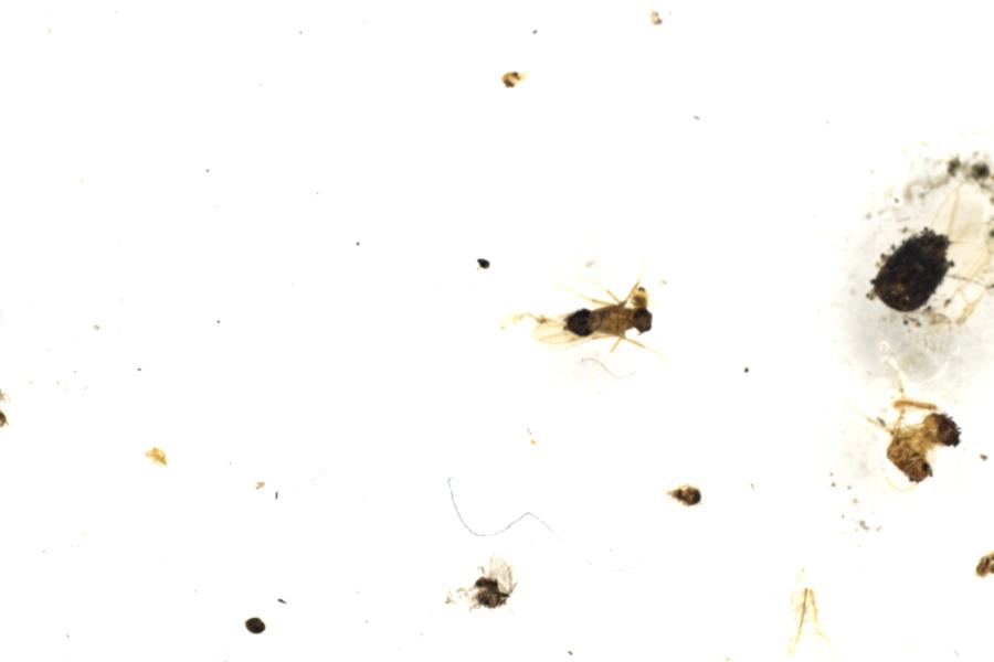 Image 24